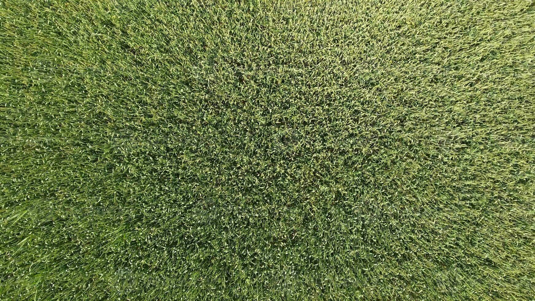 Green wheat in the field, top view with a drone. Texture of wheat green background. photo