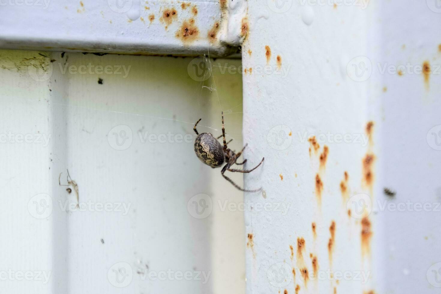 female spider of the crosspiece weaves the net. Spider on the fence. photo