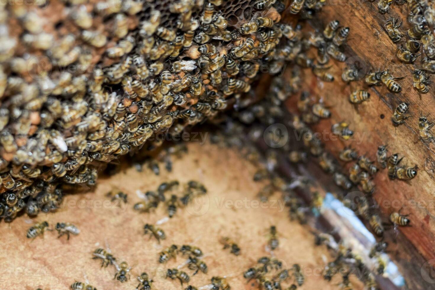 A beehive, a view from the inside. The bee-hut. Honey bee. Entrance to the hive. photo