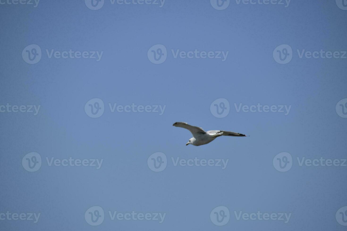 Seagull flying in the blue sky. Sea bird. photo