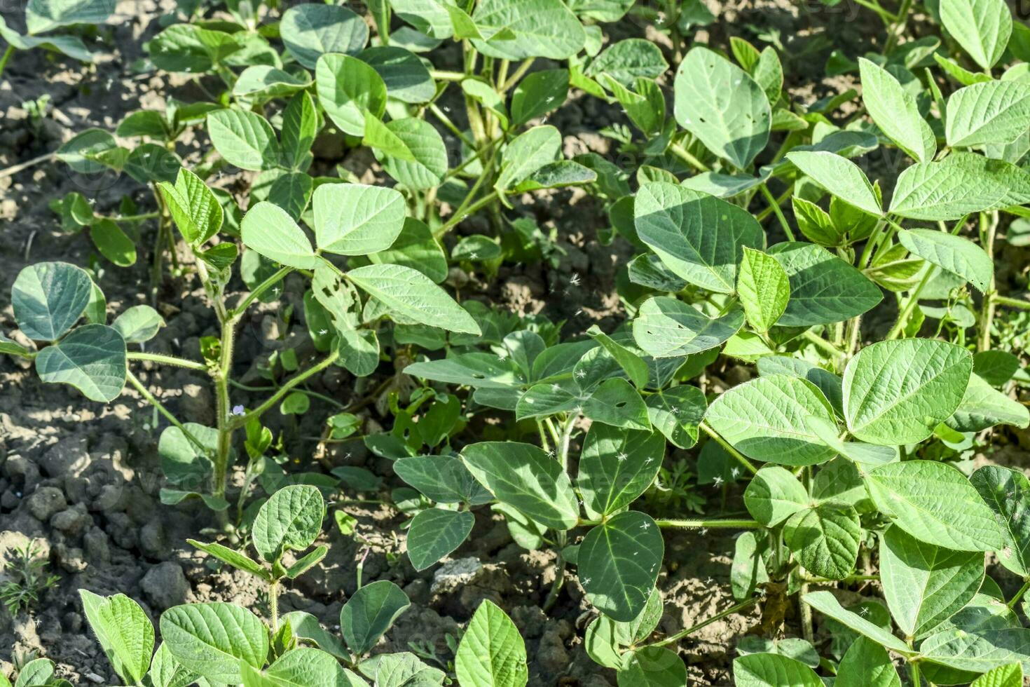 the Soy field. Midge in the leaves of soy. photo