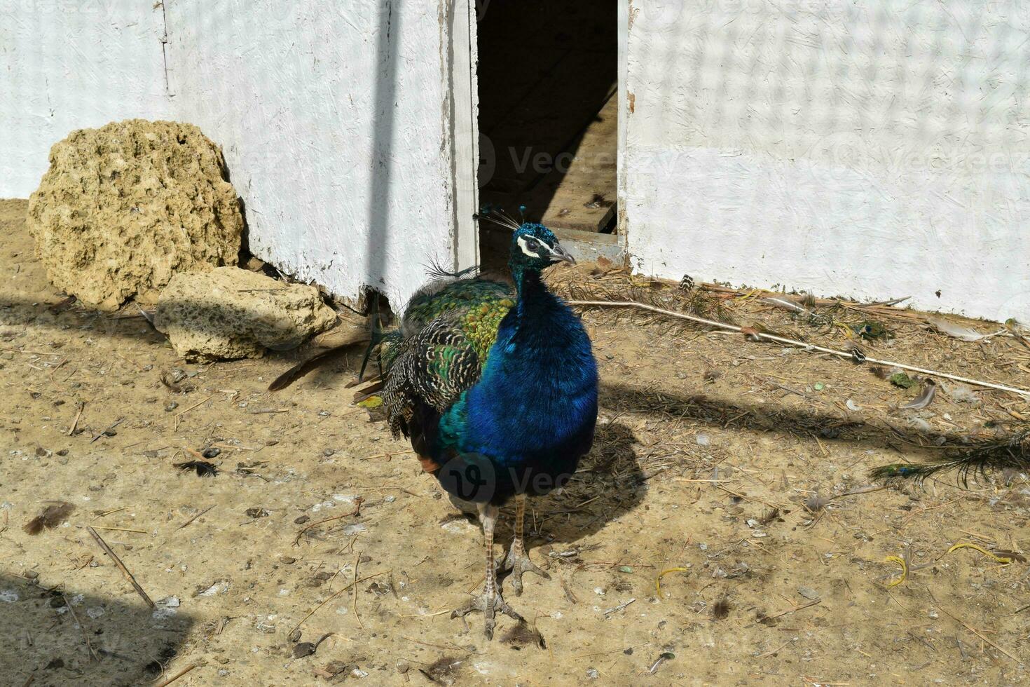 Male of a peacock in the open-air cage photo