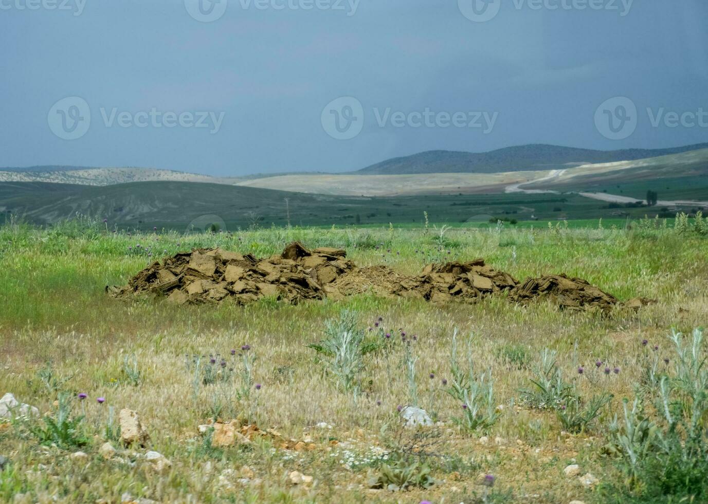 pila de algo de estiércol en campo. vaca y caballo estiércol con tierra. foto