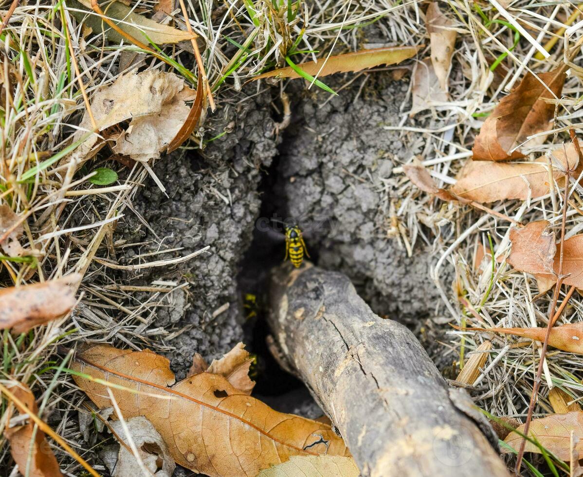 Wasps fly into their nest. Mink with an aspen nest. Underground photo