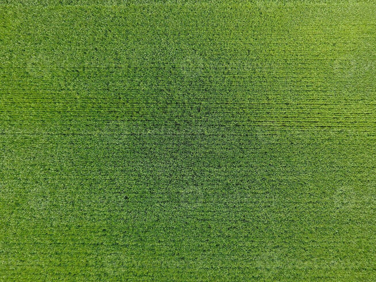 The wheat field is green. Young wheat on the field. View from above. Textural background of green wheat. Green grass. photo