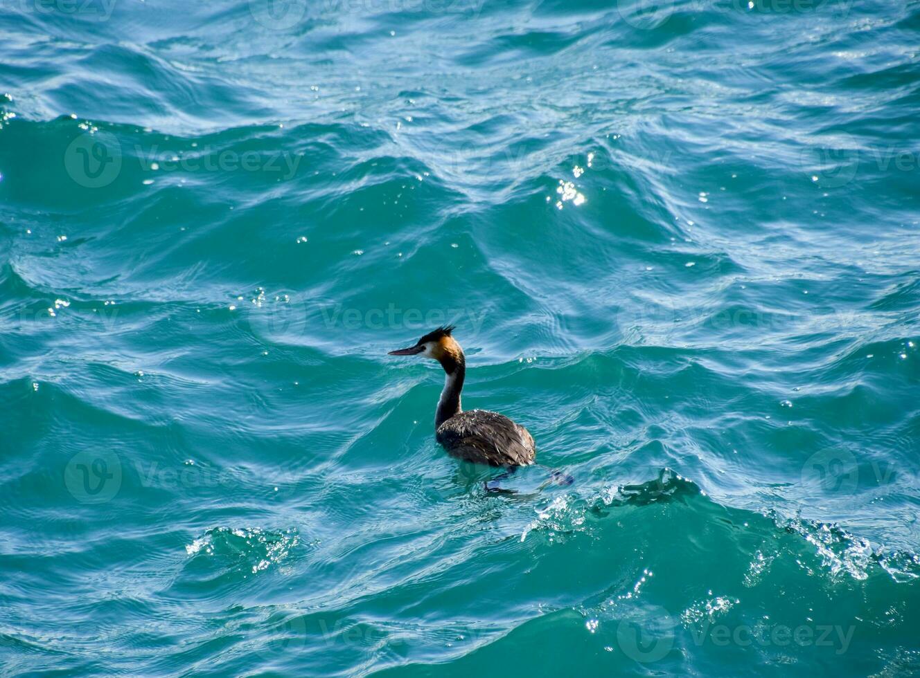 The heron floats in the sea water. Waterfowl photo