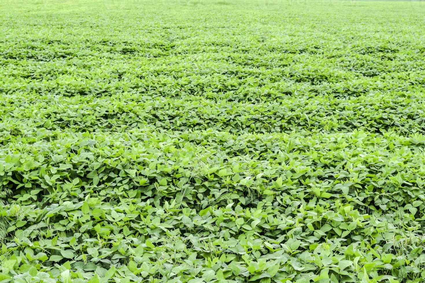 the Soy field. photo