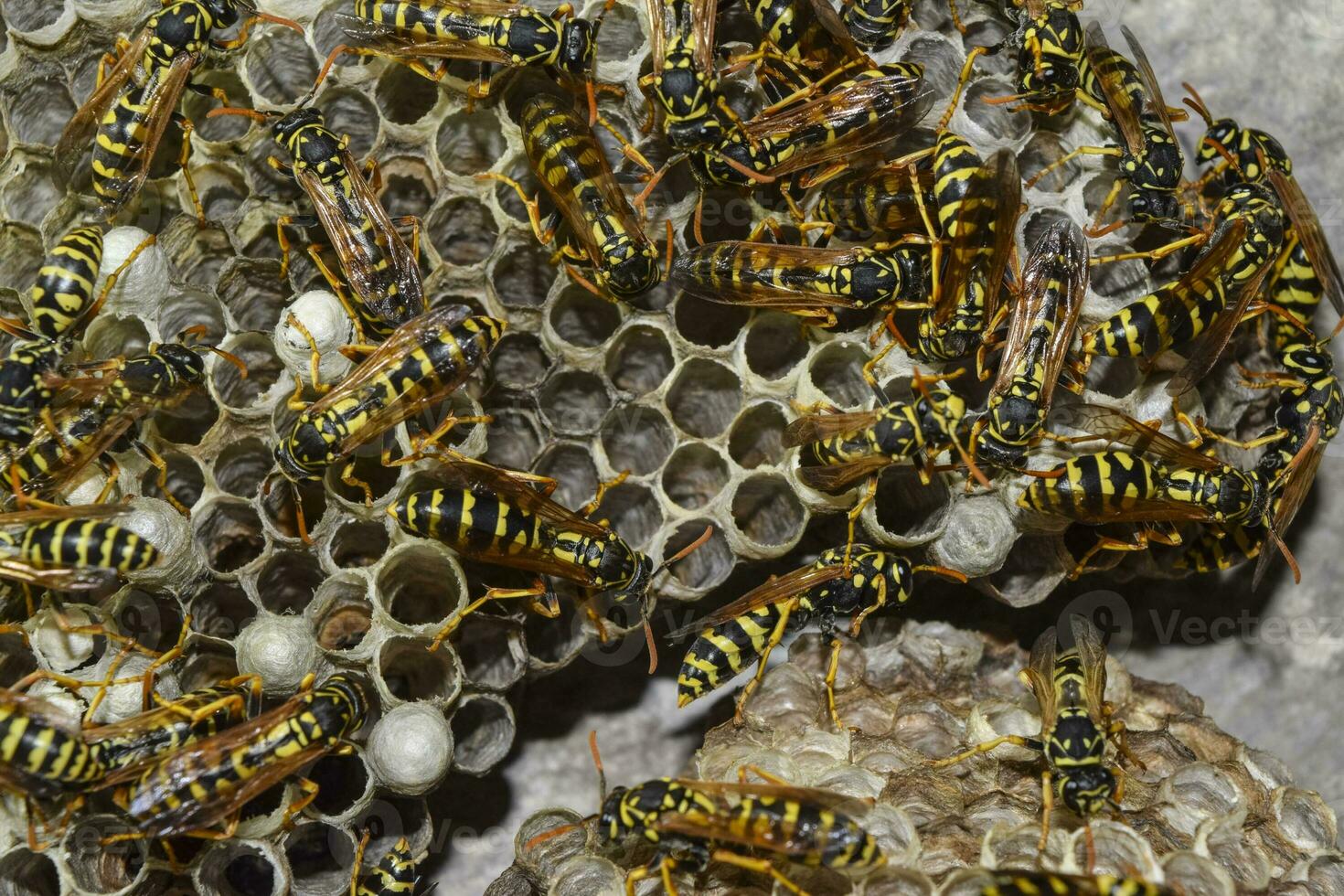 Wasp nest with wasps sitting on it. photo