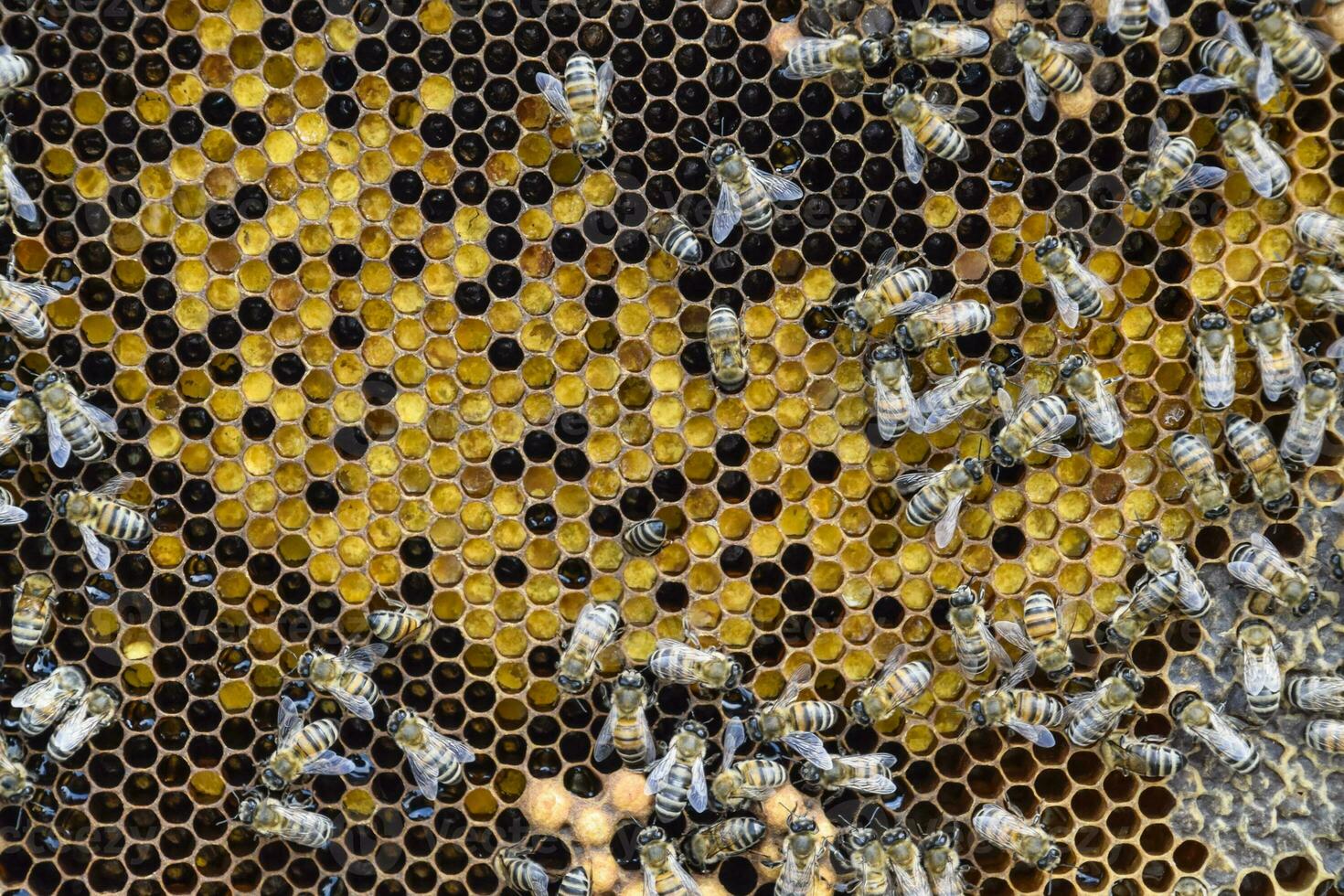 Honey bees on the home apiary photo