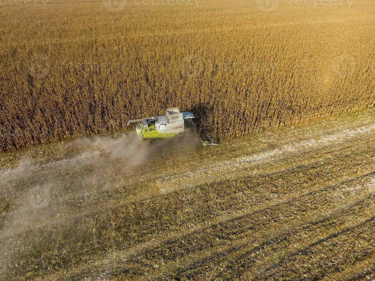 Harvester harvests corn. Collect corn cobs with the help of a combine harvester. Ripe corn on the field. photo