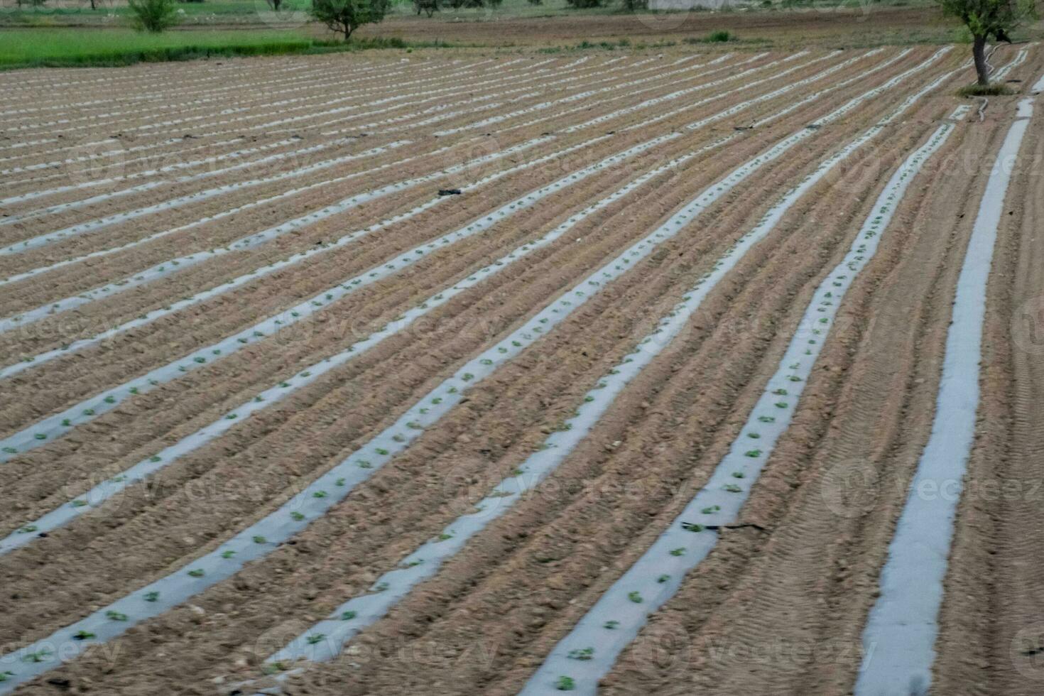 Field with crops of watermelons under the film photo