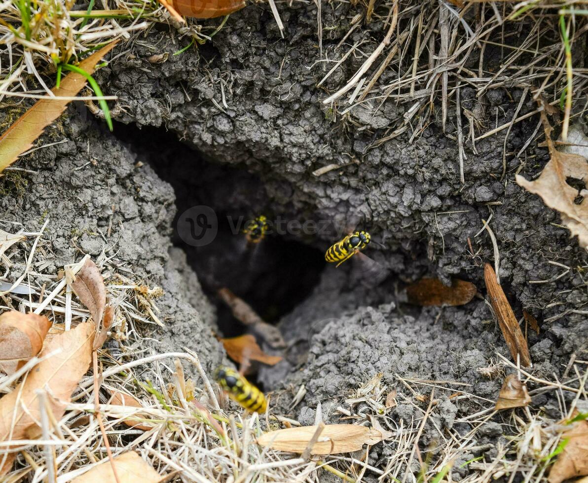 Wasps fly into their nest. Mink with an aspen nest. Underground photo
