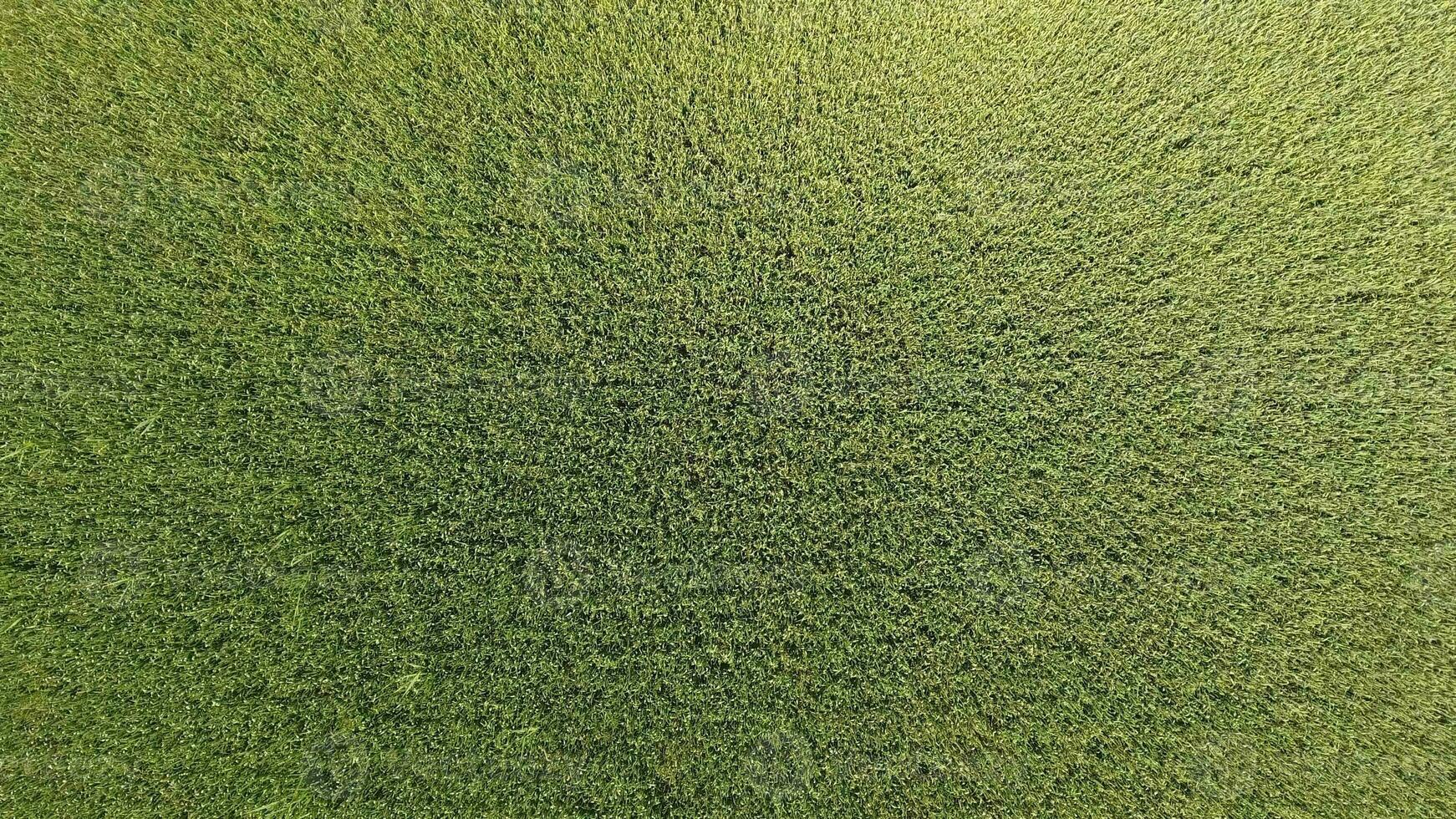 verde trigo en el campo, parte superior ver con un zumbido. textura de trigo verde antecedentes. foto