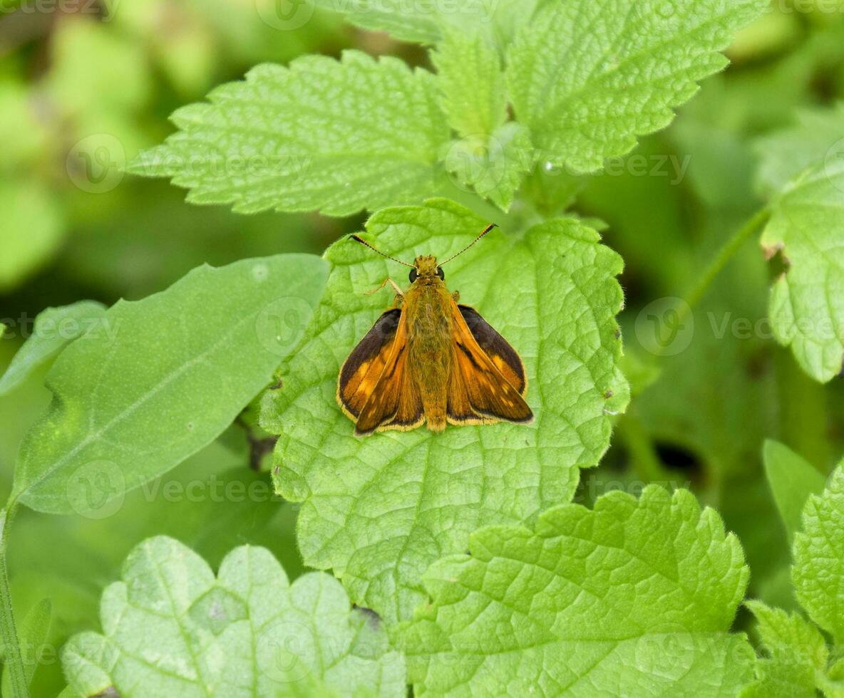 Butterfly red colored sat on a green leaf. Full photo with a sharp Closeup of a Skipper Hesperiidae butterfly taken with a macro lens. Now you can crop the photo itself