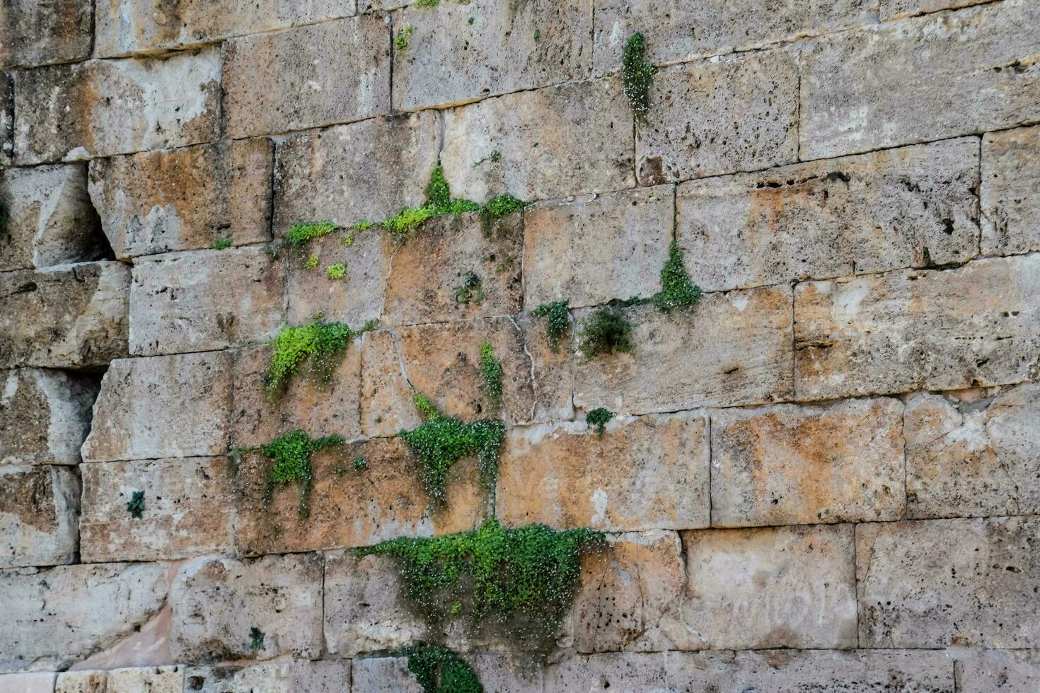 The wall of the fortress Hidirlyk. Plants on the old wall of limestone. photo