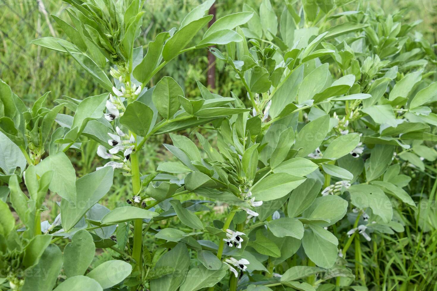 A row of beans in the garden. Green leaves and flowers of beans. Green shoots of beans. photo