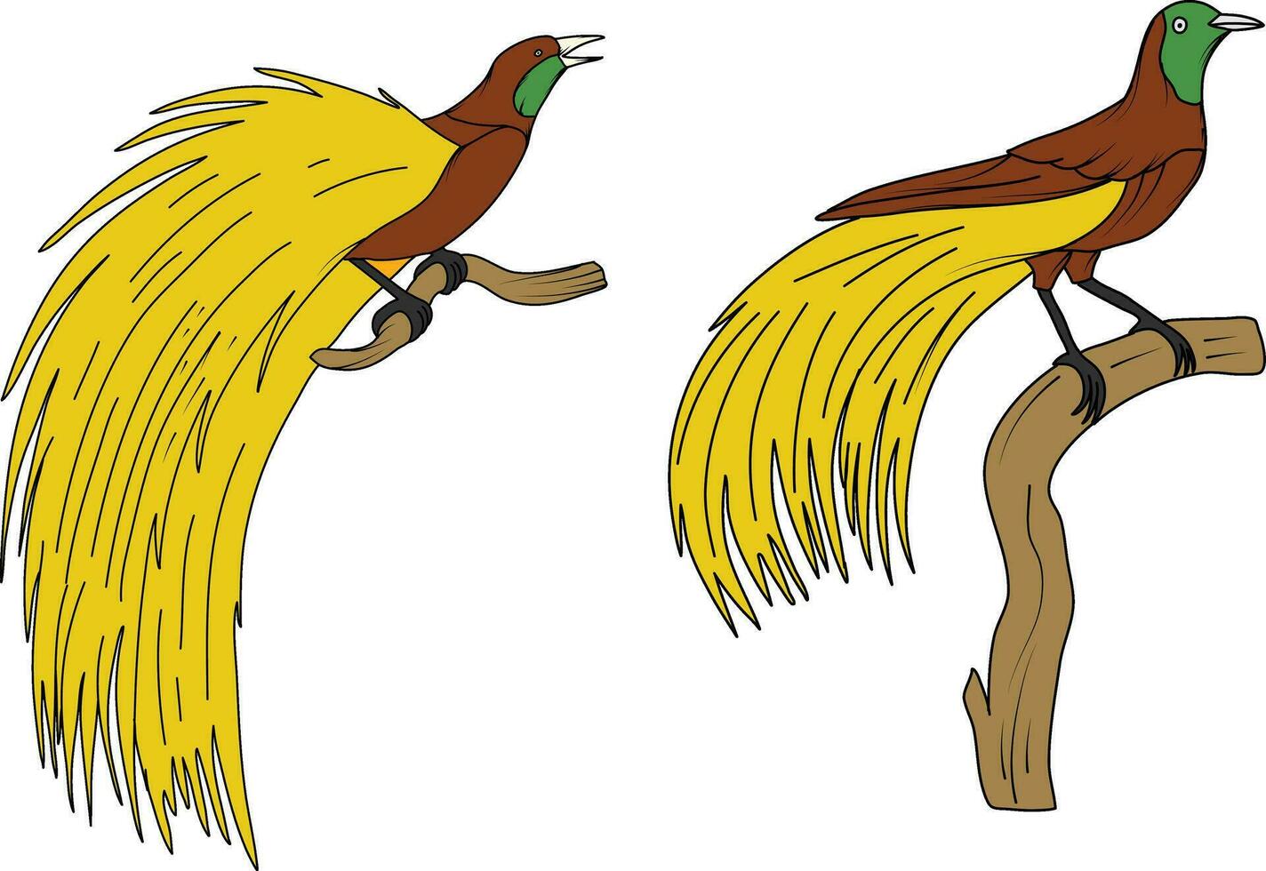 bird of paradise, Papuan bird of paradise vector