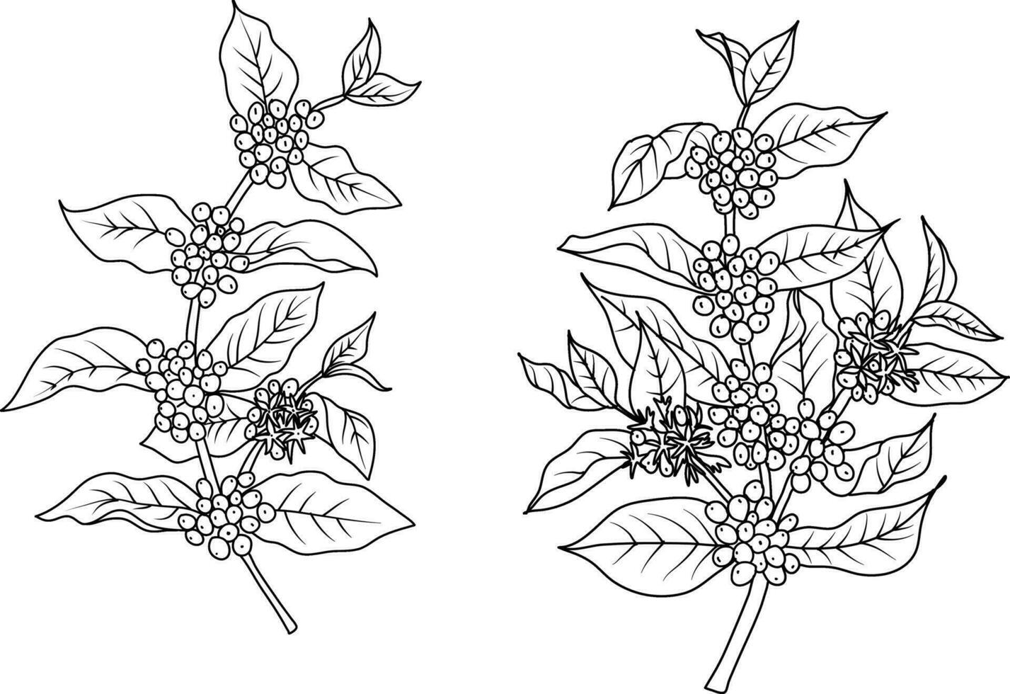 Coffee sketch. Coffee plant. Vector illustration.
