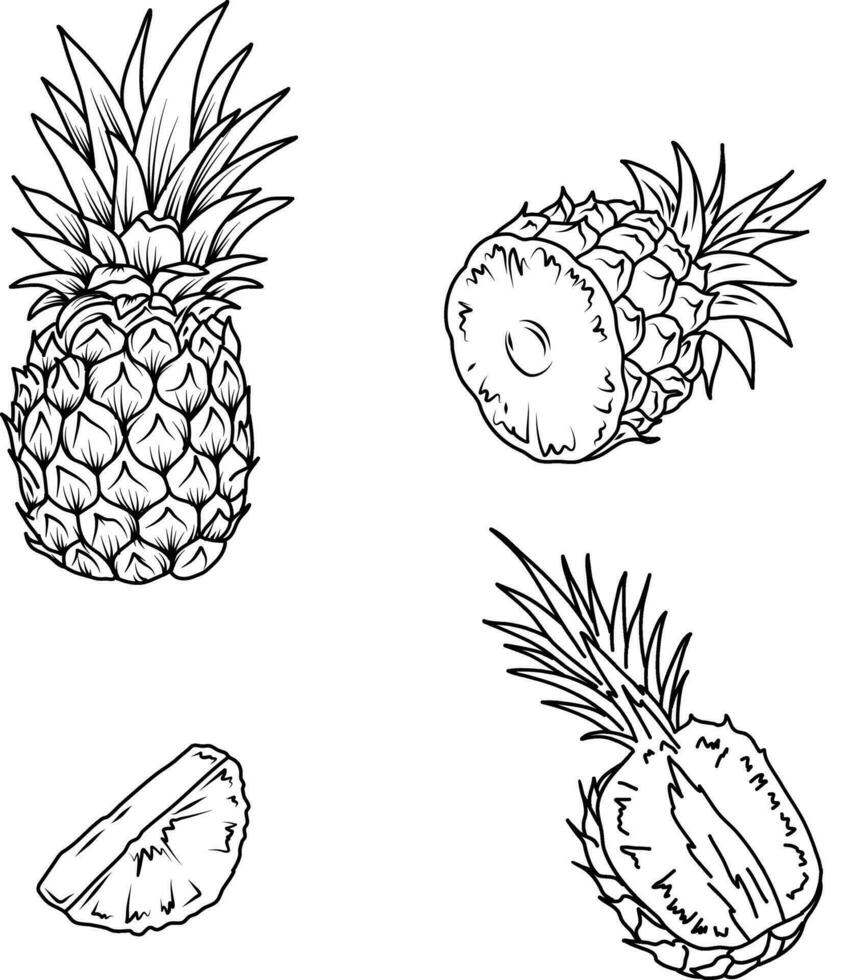 Pineapple sketch. Hand drawn ananas slices isolated. vector