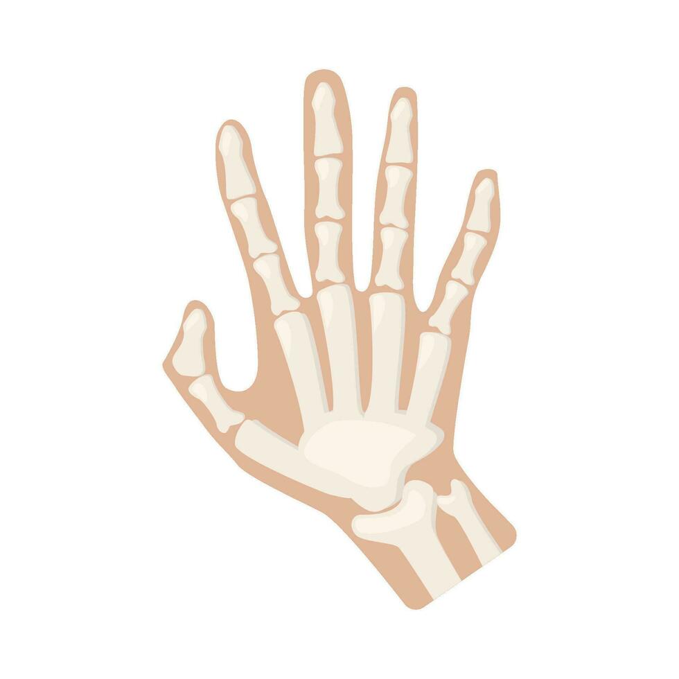 bone hand illustration vector