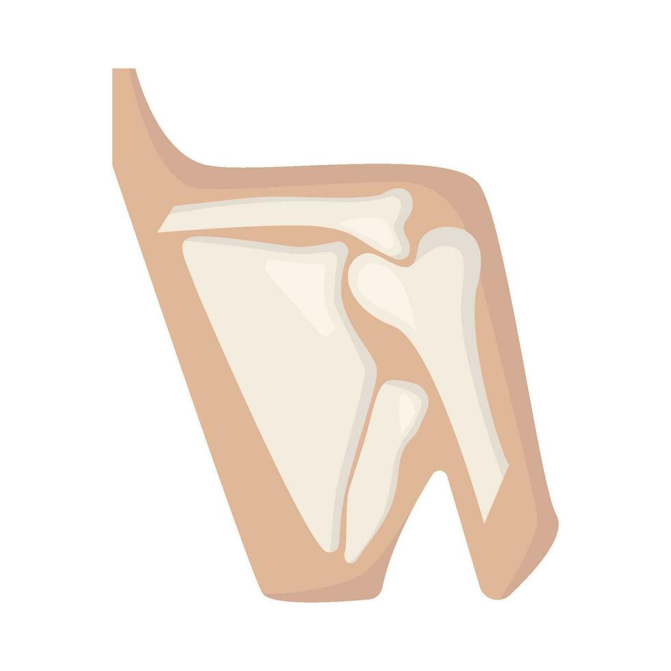 bone shoulders illustration vector