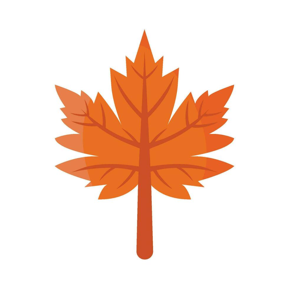 maple autumn leaf illustration vector
