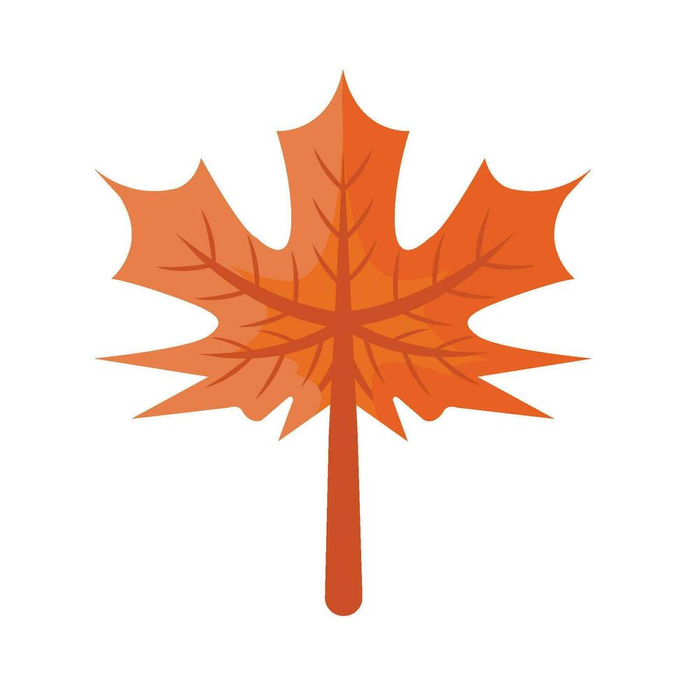 maple autumn leaf illustration vector