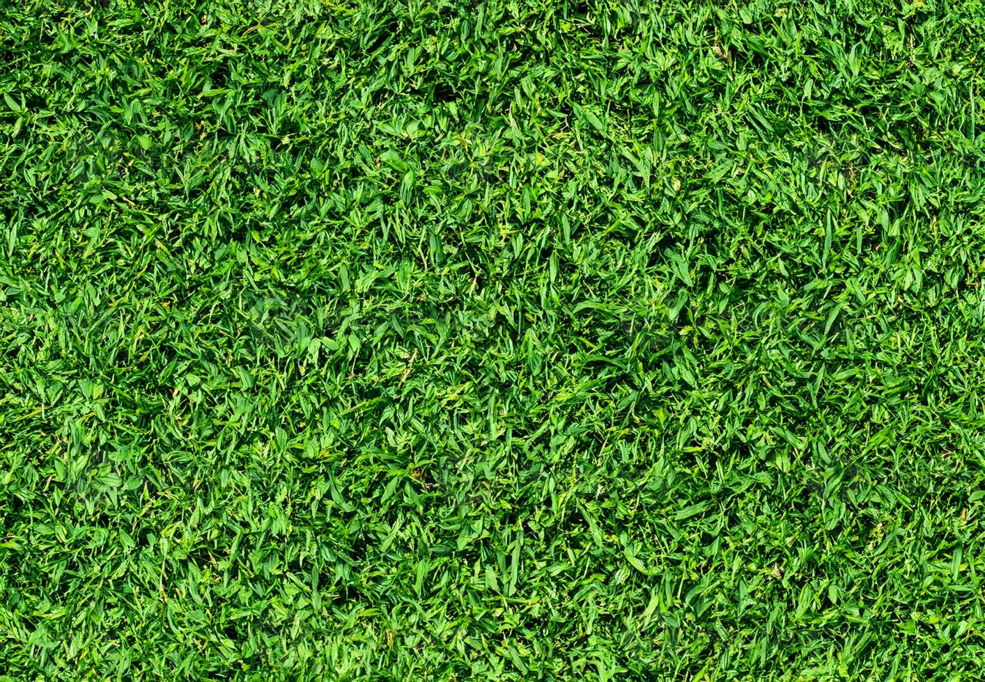 Natural Green grass texture background Close up Top view photo