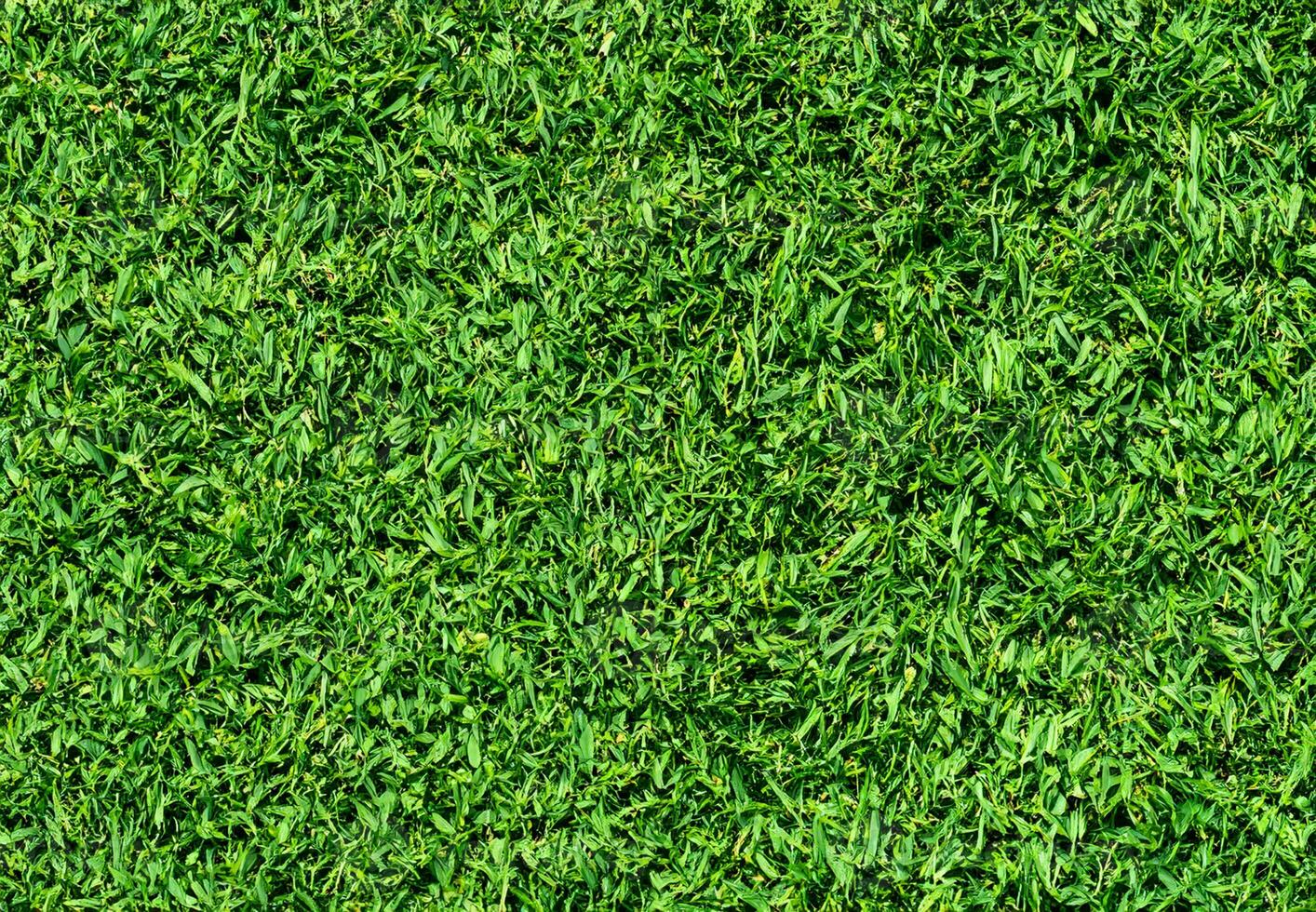 Natural Green grass texture background Close up Top view photo