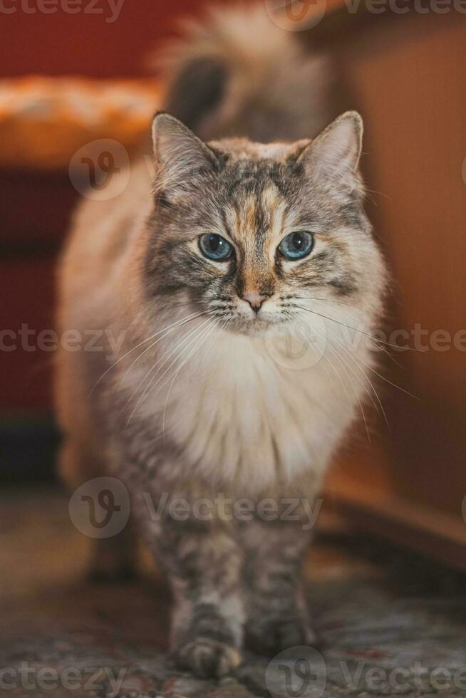 Portrait of a fluffy Ragdoll cat standing on a table in a living room in the evening light. Animal's curious gaze. Family pet photo