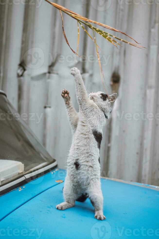 Portrait of a white and black kitten with a bell jumping and playing with a toy. Children's joy of playing games. Family pet photo