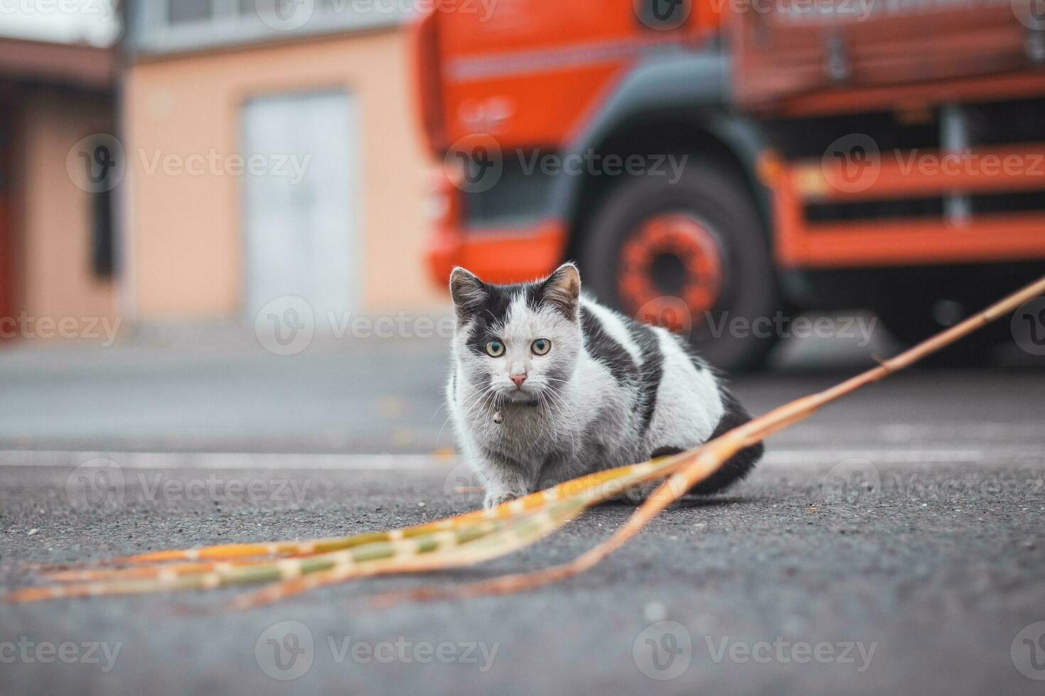 Portrait of a white and black kitten with a bell jumping and playing with a toy. Children's joy of playing games. Family pet photo