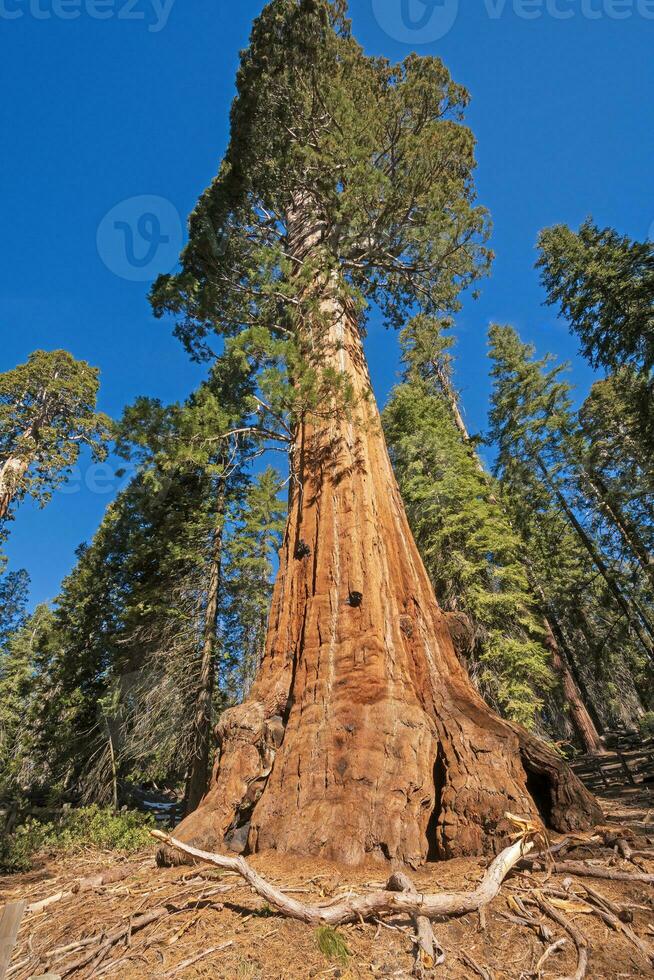 Massive Base to a Massive Sequoia photo