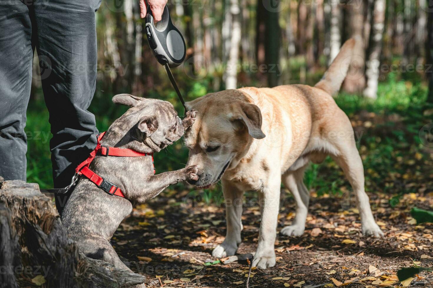 Side view at Two cute dogs, labrador and french bulldog, getting to know and greeting each other photo