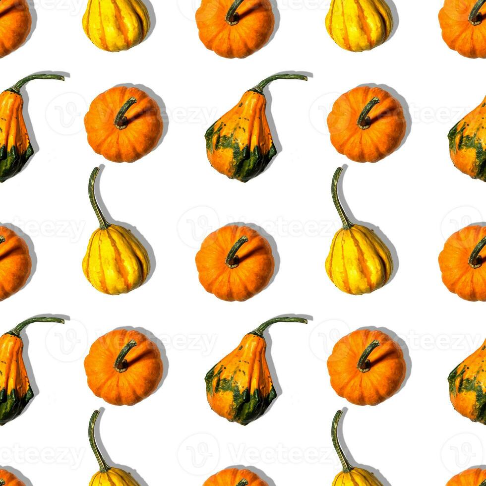 seamless pattern different pumpkins on a white background photo