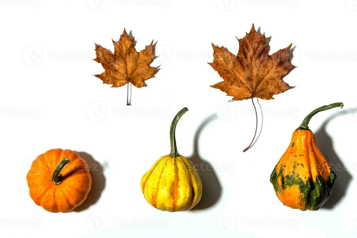 Three different pumpkins on a white background photo