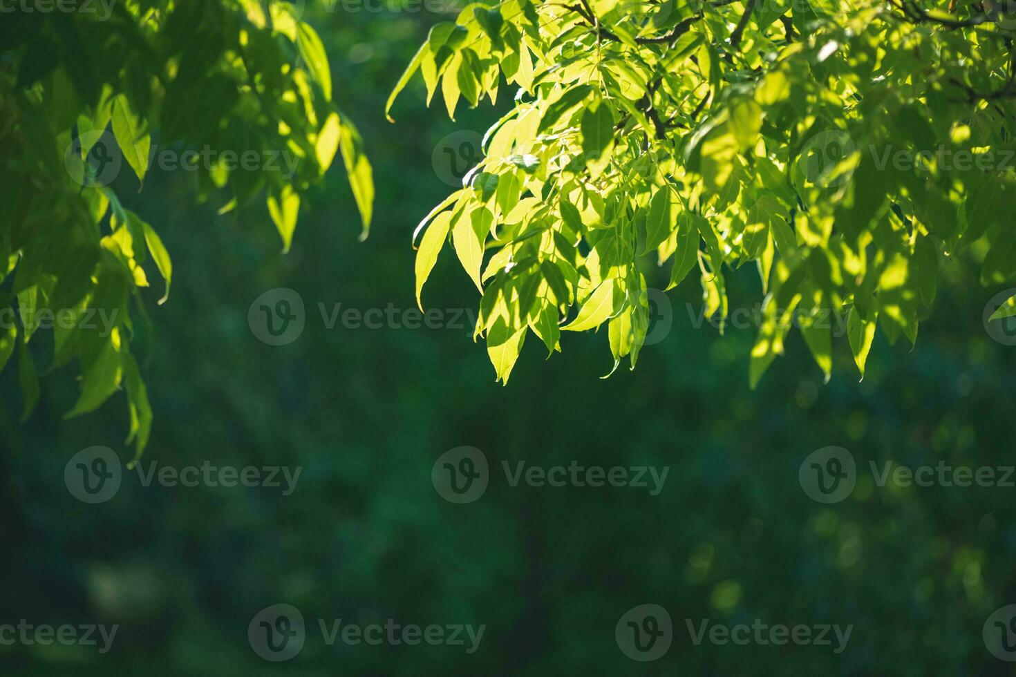 natural green background, tree leaves, ecology, nature photo