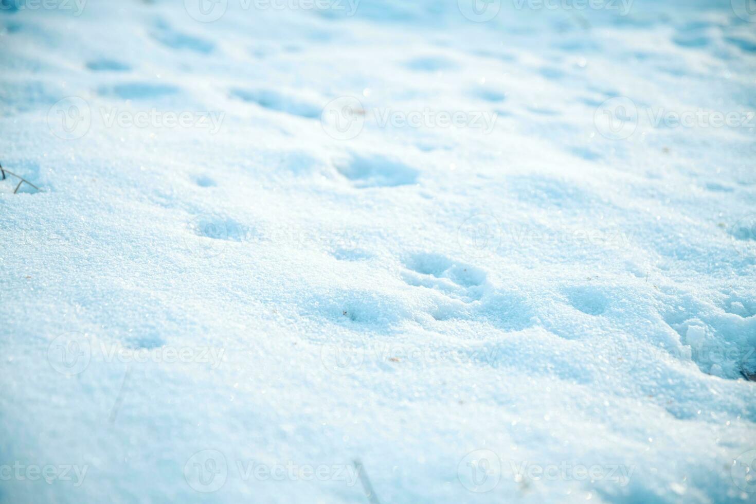 Freshly fallen white snow with dog tracks photo