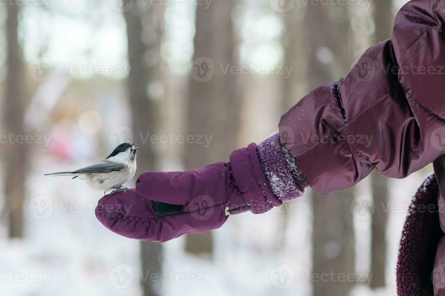 en el bosque, el pájaro toma el semillas desde su mano. alimentación aves en invierno. trepatroncos, paro, paro foto