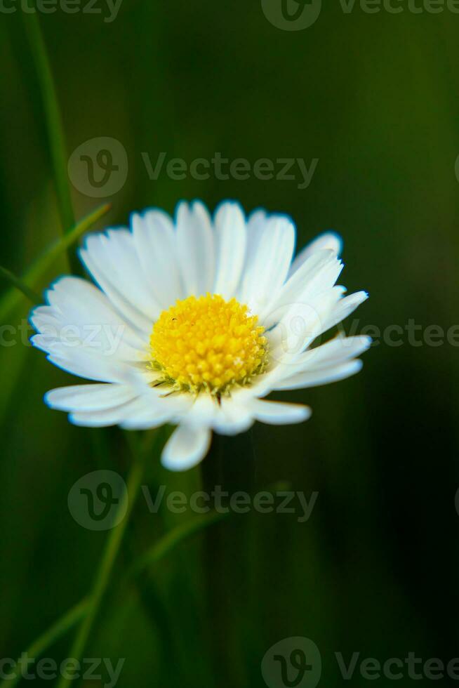 absoluto hermosa margarita flor floreciente en el parque durante luz de sol de verano día foto