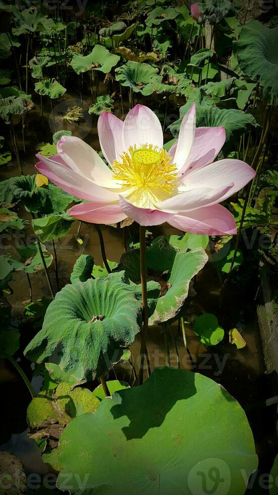 Beautiful pink waterlily or lotus flower in pond photo