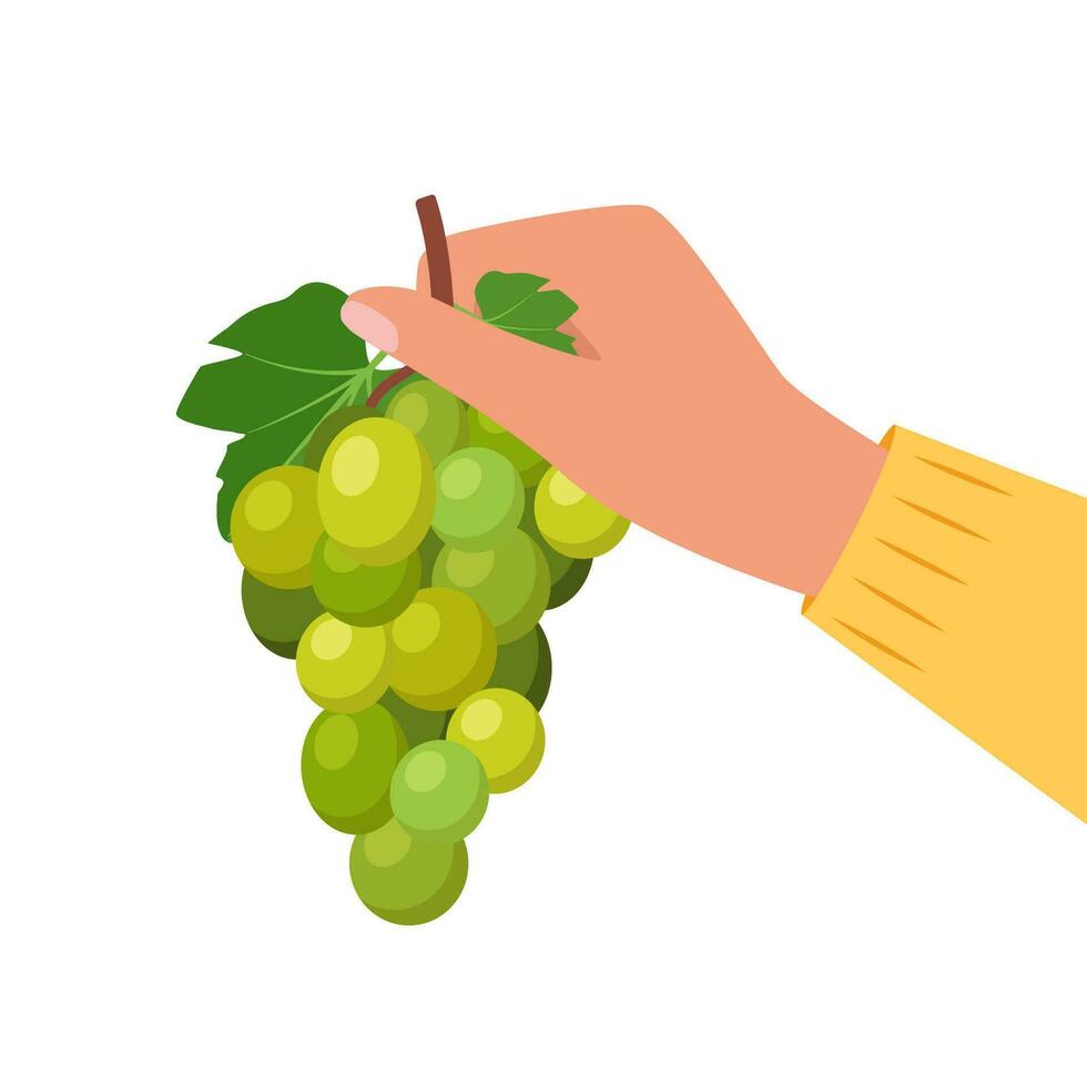 Bunch of grapes in human hand. Bunch of green grapes with stem and leaf. Vector illustration.