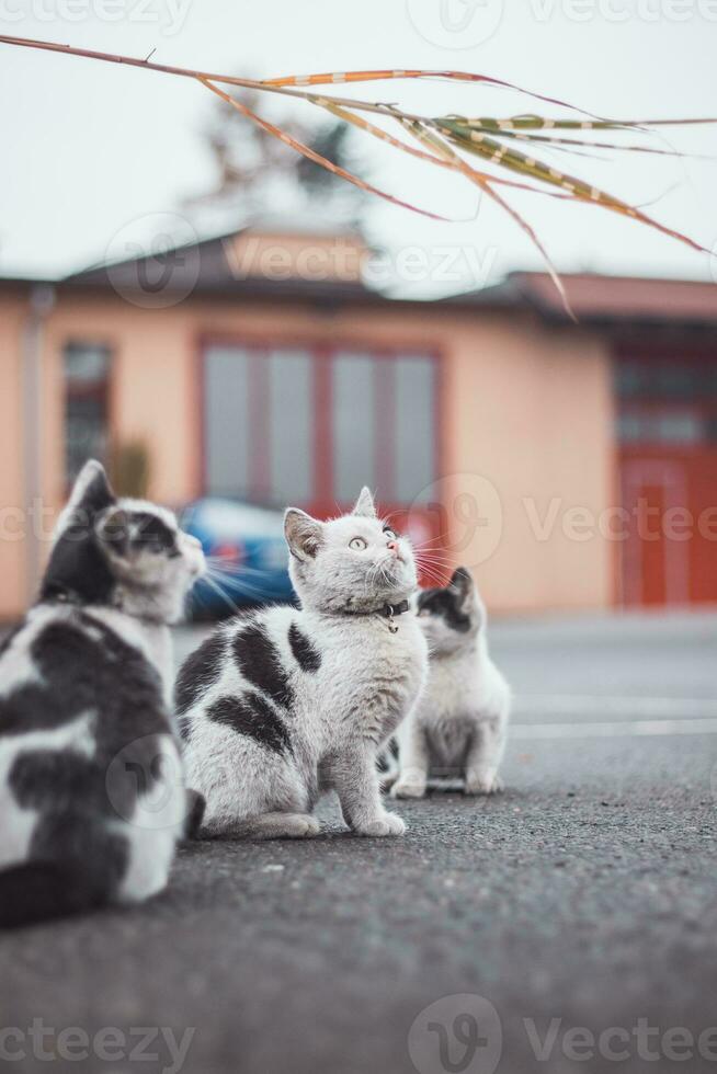 Portrait of a white and black kittens with a bell jumping and playing with a toy. Children's joy of playing games. Family pet. Enthusiastic and interested expression photo