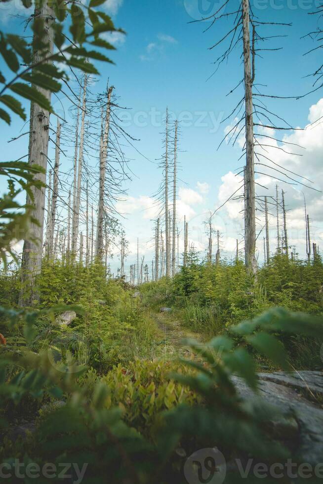 bosque camino líder mediante conífero arboles con el Dom brillante mediante en beskydy montañas, checo república foto