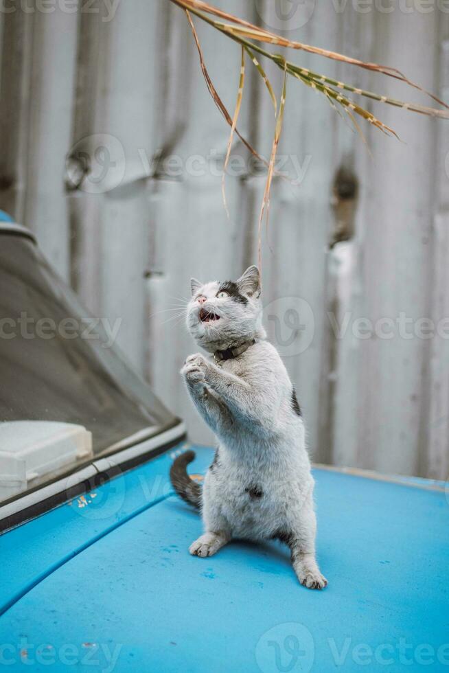 Portrait of a white and black kitten with a bell jumping and playing with a toy. Children's joy of playing games. Family pet photo