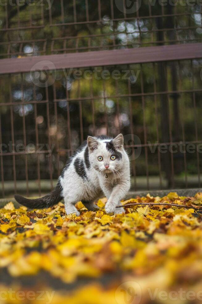 Portrait of white and black kitten with bell and his first movement in nature. Kitty walks through the autumn leaves and curiously makes her way to adventure photo