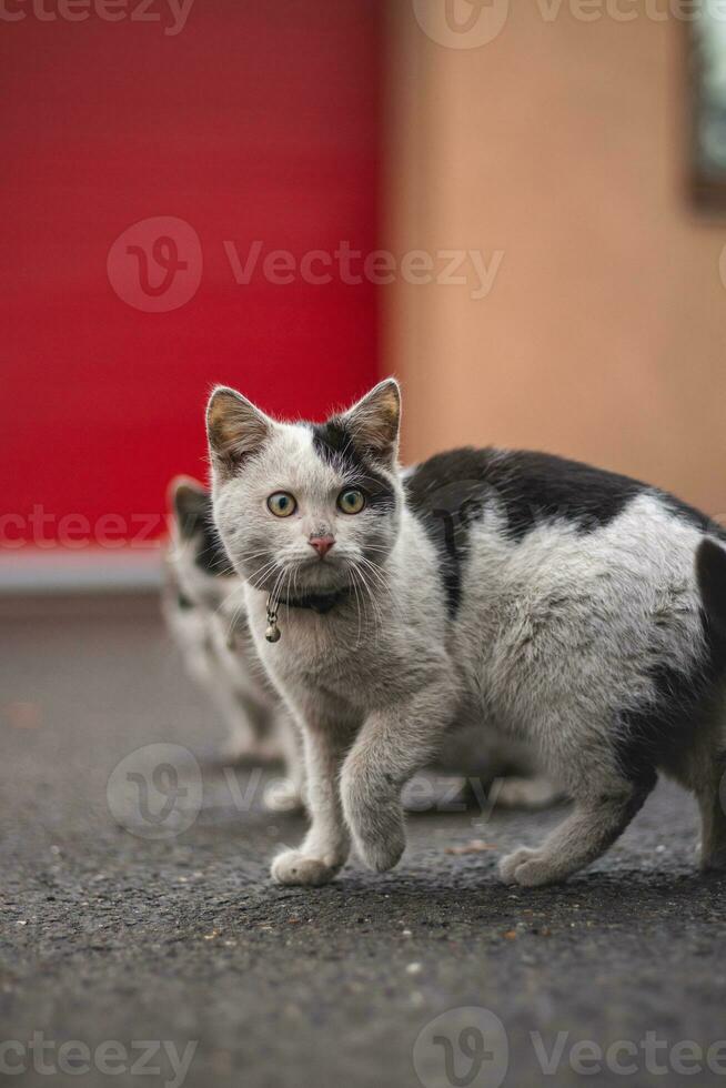 retrato de un blanco y negro gatito con un campana explorador sus alrededores. linda mascota con un juvenil, imprudente expresión. infantil curiosidad foto