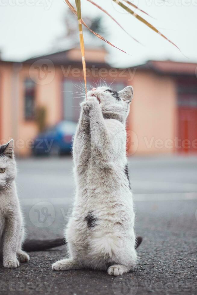 negro y blanco gato reza a el gato Dios para un bueno cena. el monería de un joven patas negras mascota. dulzura foto