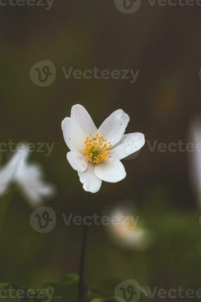 Close-up of a spring plant, Anemone nemorosa, in a forest stand during morning light. Biodiversity of nature photo