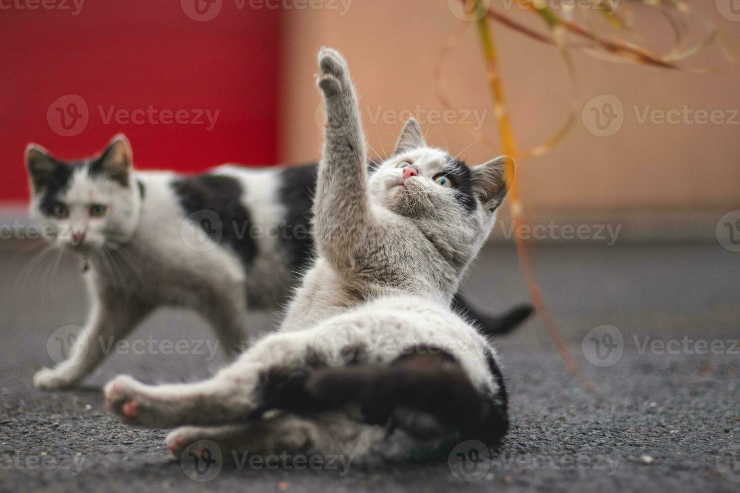 Portrait of a white and black kitten with a bell lying on his back playing with a toy. Children's joy of playing games. Family pet photo